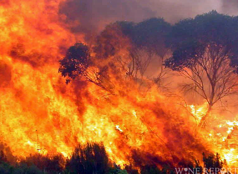 ギリシャ イタリアなどで山火事が猛威 欧州で最大規模の共同消火 Wine Report